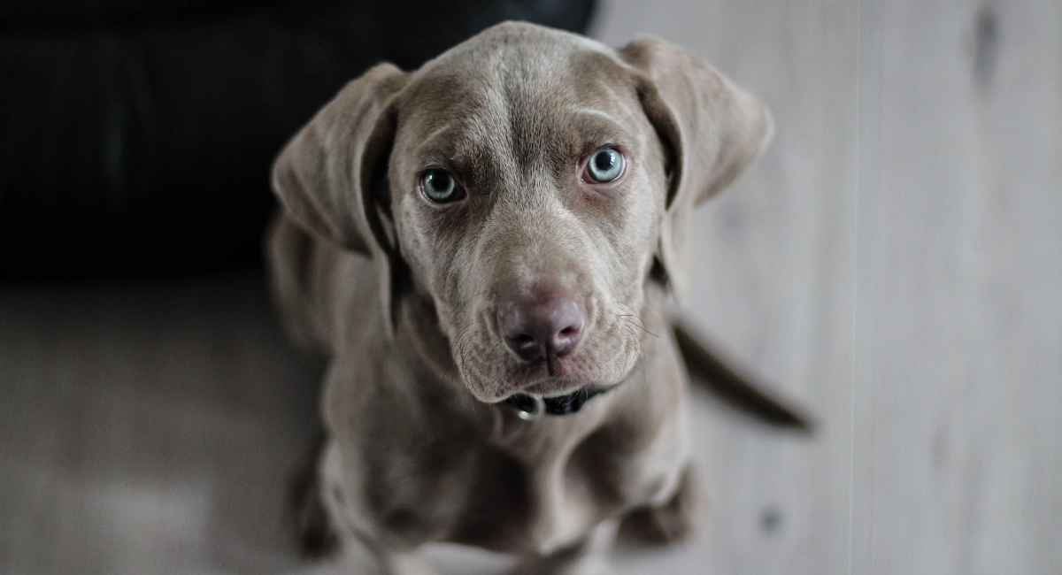 Malattie da raffreddamento cane