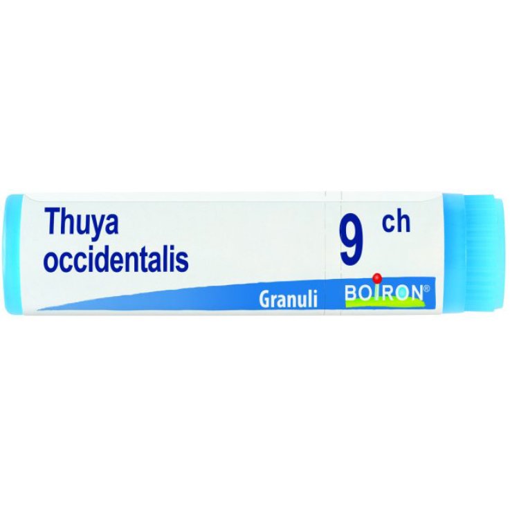 THUYA OCCIDENT 9CH GL BO